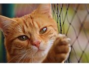 Veterinário para Gatos em Domicílio na Vila Socorro