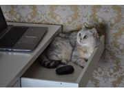 Atendimento Veterinário para Gatos no Tremembé