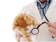 Vacinação em Gatos na Consolação