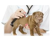 Vacinação em Cachorros no Arouche