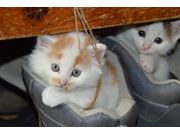 Veterinário para Gatos em Diadema - Sp