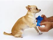 Tratamento de Feridas para Cães na Anhanguera