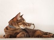 Atendimento Veterinário para Gatos em Domicílio