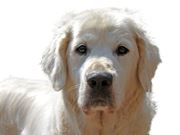 Exames de Sangue para Cães em Domicílio no Bosque da Saúde