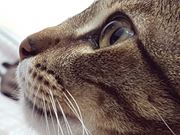 Veterinários para Gatos à Domicílio no Bosque da Saúde