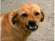 Atestado de Transporte para Cão para o Sergipe