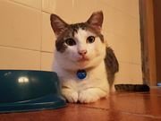 Veterinários para Gatos em Domicílio na Estação Japão-Liberdade