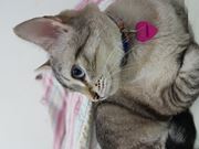 Atendimento Veterinário para Gatos em Domicílio no Metrô Japão-Liberdade