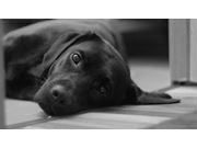 Documentação de Viagem para Cão na Capela do Socorro