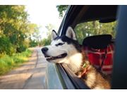 Tirar Atestado de Transporte para Cachorro no Parque das Árvores