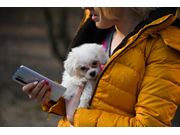 Teleconsulta para Cachorros no Park Sul