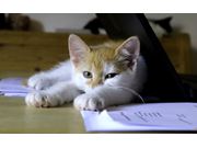 Teleconsulta para Gatos em Arraial d'Ajuda