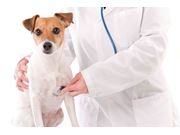 Vacinação em Pets no Ceagesp