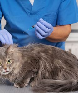 Vacinação Gripe em Gatos