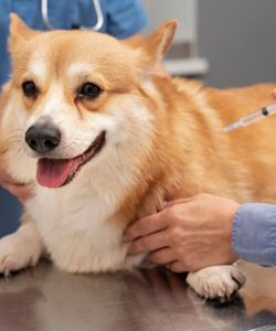 Vacinação Antirrabica em Cães