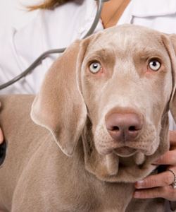 Consulta em Cães