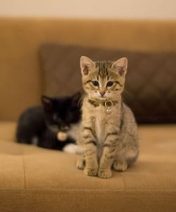 Coleta de Exames em Gatos