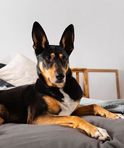 Coleta de Exames em Cães