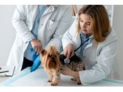 Cardiologista Veterinário em Domicílio