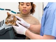 Dermatologista para Gatos em Domicílio