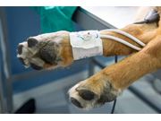 Eletrocardiograma para Cães em Domicílio