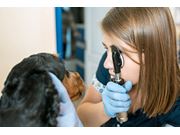 Oftalmologista para Cães em Domicílio