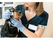 Oftalmologista Veterinário em Domicílio