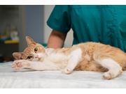 Oncologista para Gatos em Domicílio