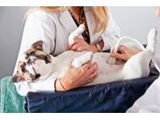 Ultrassom para Cães em Domicílio