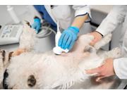 Ultrassom Veterinário em Domicílio