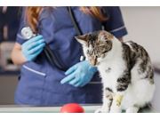 Cardiologista para Gatos em Domicílio em Interlagos