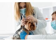 Exames Veterinário em Domicílio em Interlagos