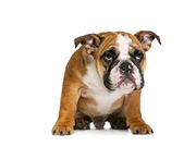 Endocrinologista Veterinário em Domicílio na Praça da Árvore