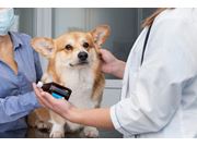 Oncologista Veterinário em Domicílio no Aeroporto