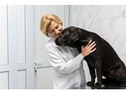 Dermatologista para Cães em Domicílio no Brooklin