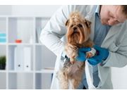 Dermatologista Veterinário em Domicílio no Brooklin