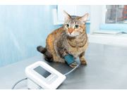 Eletrocardiograma para Gatos em Domicílio no Brooklin