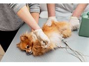 Eletrocardiograma Veterinário em Domicílio no Jardim Los Angeles