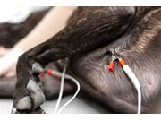 Ecocardiograma Veterinário em Domicílio no Planalto Paulista
