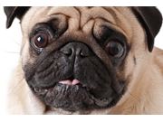 Endocrinologista para Cachorro em Domicílio no Planalto Paulista