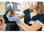 Oftalmologista para Cachorro em Domicílio no Planalto Paulista
