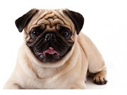 Cardiologista para Cachorro em Domicílio na Parada Inglesa