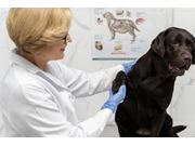 Fisioterapia Veterinária em Domicílio na Parada Inglesa