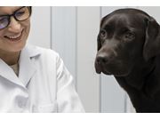 Dermatologista para Cachorro em Domicílio no Chora Menino