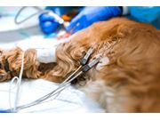 Eletrocardiograma para Cachorro em Domicílio no Chora Menino