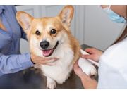 Ortopedista para Cachorro em Domicílio no Chora Menino