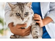 Exames de Sangue para Gatos em Domicílio no Tremembé