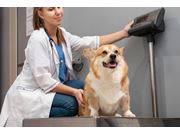Nutricionista para Cães em Domicílio no Largo da Pólvora