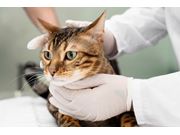 Ortopedista para Gatos em Domicílio no Largo da Pólvora