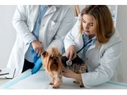 Cardiologista Veterinário em Domicílio em Caieiras